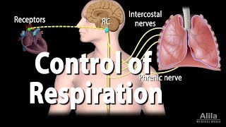 Control of Ventilation Animation [upl. by Petrick]