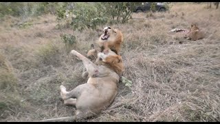 Vicious lion fight [upl. by Fawnia]