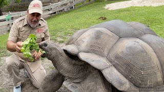 104 YEAR OLD TORTOISE 🐢 [upl. by Threlkeld]