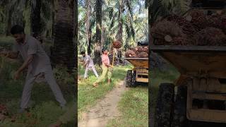 Malaysia plantation palmoil ytshorts loading malaysia viralshort shorts new plantation [upl. by Gus]