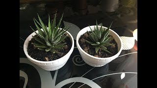 Хавортия ПолосатаяHaworthia fasciata4 Прошло полгода Как я поливаю суккуленты Рерайт и Сеть [upl. by Aracal]