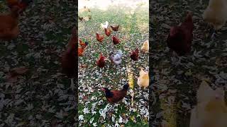 🐓 Leafy Treasure Hunt Chickens Foraging Through Fallen Leaves 🍁 [upl. by Annahsed742]