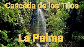 POVVirtual walk in the laurel forest and at the waterfall of Cascada de los TilosLa Palma 4KRelax [upl. by Leontyne]