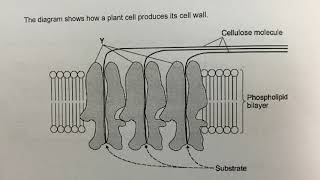 41 AS Exam Question Transport acrcoss Membranes [upl. by Verbenia]