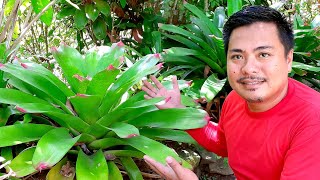 BROMELIAD PLANT CARE  bromeliad care tips  giant bromeliad  house plants [upl. by Naashar]