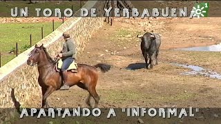 Toros de Yerbabuena enfundar pitones al toro burraco Informal  Toros desde Andalucía [upl. by Eelirol236]