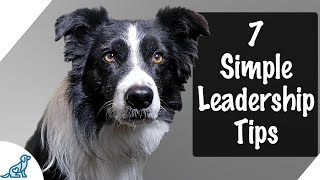 7 Tips To Be An Amazing Leader For Your Puppy [upl. by Aruat]