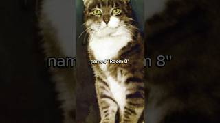 The Most Famous School Cat Room 8s Incredible Story motivation shorts cat heartwarming story [upl. by Ennaeirb]