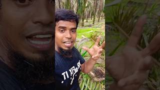 What do we do wrong when harvesting palm fruitviralshortfishingpalmgardenmalaysiafarmingpalm [upl. by Martijn]