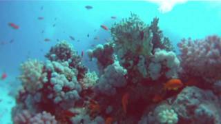 GoPro Hero HD Unterwasser Test [upl. by Azmuh912]