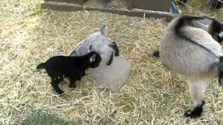 Pygmy Goat Kids Day 3 HBA Farms [upl. by Doreg72]