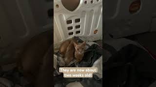 Kitten Update🐱abyssiniancats cat abyssinians abyssinian abyssiniankitten catsofshorts [upl. by Jacobsohn618]