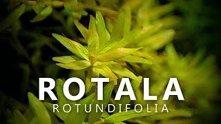 Rotala Rotundifolia [upl. by Ark]