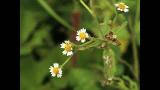 Herbier Numérique Galinsoge à petites fleurs  Galinsoga parviflora [upl. by Jaquelin]