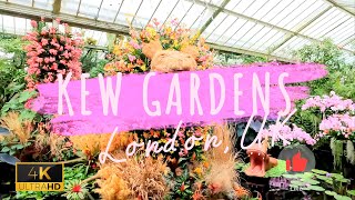 London Botanic Kew Gardens Orchid Festival 4K [upl. by Mayyahk]