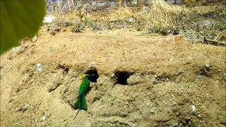 Green Beeeater feeding chicks in nest [upl. by East]