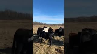 Belted Galloway compared to Dexter Cattle [upl. by Nelie]