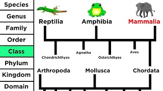 Phylogeny and the Tree of Life [upl. by Anowahs939]