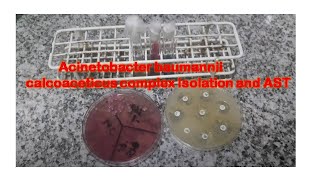 Acinetobacter isolation and its Antimicrobial Sensitivity Testing [upl. by Dew]