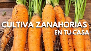 CULTIVA TUS PROPIAS ZANAHORIAS CON MUY POCO ESPACIO Y POCO TIEMPO 100 ORGÁNICAS Y NATURALES [upl. by Adnir]