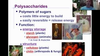 Macromolecules amp Carbohydrates [upl. by Sanoy]