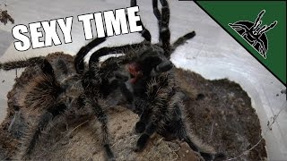 First tarantula mating [upl. by Charla461]