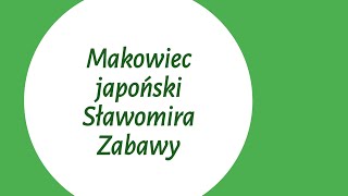 Makowiec japoński Sławomira Zabawy z użyciem Thermomix Sensor [upl. by Sudbury483]