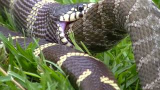 King Snake Eating A Rattlesnake Pt 1 [upl. by Amlez540]