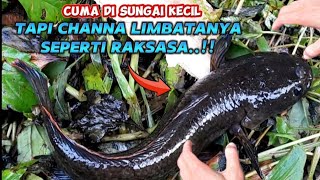 SUPER JOMBO‼️Cuma di SUNGAI Kecil Tapi CHANNA LIMBATA nya Seperti RAKSASA Semua [upl. by Ier]