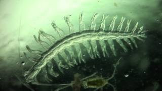 Annelida Tomopteris helgolandica a planktonic polychaete [upl. by Thain]