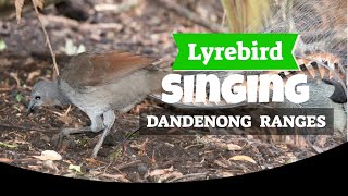 Lyrebird Singing Sherbrooke Forest Dandenong Ranges [upl. by Enyamart356]