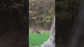 Still loving the Tecomate turnips radishes and oats deer hunting outdoors [upl. by Laina]