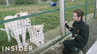 A Day In The Life Of A Keeper At A Big Cat Sanctuary [upl. by Studnia]