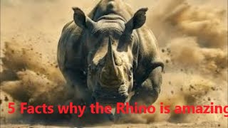 5 Mind Blowing Facts About Rhinos [upl. by Oinigih]