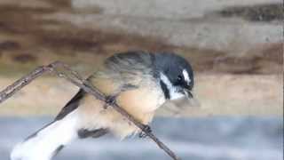 NZ FANTAILS SONG HD [upl. by Ainessey961]