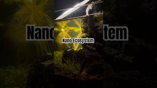 Hyperlapse of nano ecosystem [upl. by Diver]