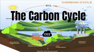 The Carbon Cycle Process [upl. by Airrat]