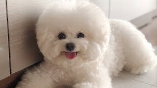 Cute Bichon Frise Puppies Videos Compilation – Cute And Funny Bichon Frise Moments 3 [upl. by Aldwon]