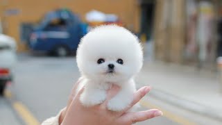 Teacup White Pomeranian DOROTHY │ Miniteacuppuppy │ Puppies for sale [upl. by Assej]