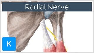 Radial Nerve  Branches Course amp Innervation  Human Anatomy  Kenhub [upl. by Eleen]