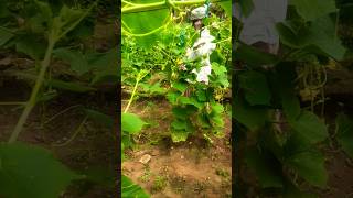 ಹೊಸ ಬಳಿ ನೋಡೇ ಗುರು ಇದು🥒🥒🥬❤️❤️viralvideo farming youtubeshorts youtuber shortsfeed [upl. by Marla186]