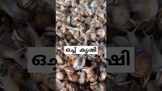 ഒച്ചിനെ കഴിക്കുന്ന യൂറോപ്യൻസ് snail farming malayalam facts [upl. by Nancey792]