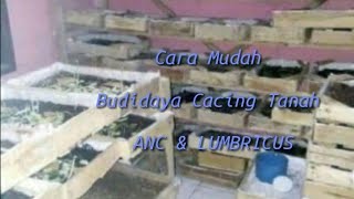 Cacing Medan  Cara Mudah Budidaya Cacing Tanah ANC amp LUMBRICUS [upl. by Bywoods563]