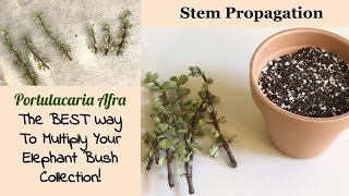 Portulacaria Afra Stem Propagation  5Week Update [upl. by Asilehs]