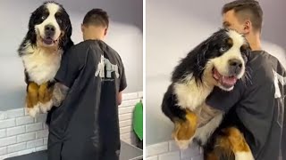 Adorable grooming session for Bernese Mountain Dog Shorts [upl. by Reyotal]