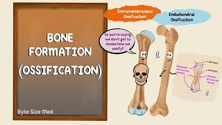 STEPS OF OSSIFICATION  TYPES OF OSSIFICATION CELLS  Part 1 [upl. by Eivla557]