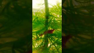 🦐🦐🦐🦐🌿🌿🌿🌿🌿 shrimp shortsfeed aquarium fishtanklifestyle fishtank [upl. by Jewett908]