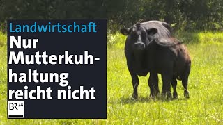 Ein Kalb pro Jahr Wie können Bauern von der Mutterkuhhaltung leben  Abendschau  BR24 [upl. by Utley]