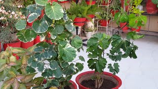 How to Grow and Care Aralia Plant in Summer  Fun Gardening [upl. by Selina]