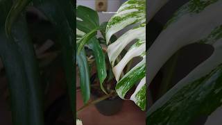 Variegated Monstera Albo monstera monsteraplant variegated plantcare flowers garden green [upl. by Eleynad]